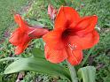 Hippeastrum red